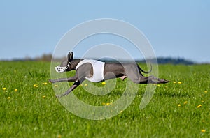 Mexican Hairless Dog pursues bait in the field