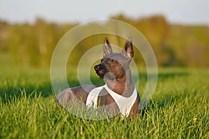 Mexican Hairless Dog resting on grass