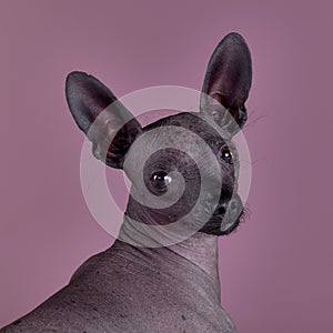 Mexican hairless dog in studio