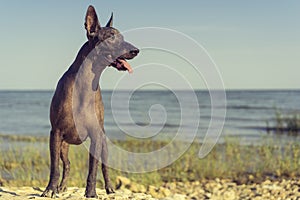 Mexican Hairless Dog Xoloitzcuintle, Xolo stands Full length on a sandy beach against the blue sky sticking out his tongue