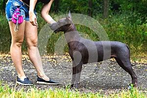 Mexican hairless dog xoloitzcuintle, Xolo training stand command