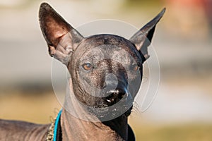 Mexican Hairless Dog Xoloitzcuintli or Xolo