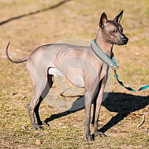 Mexican Hairless Dog Xoloitzcuintli or Xolo