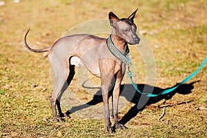 Mexican Hairless Dog Xoloitzcuintli or Xolo