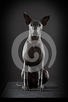 Mexican hairless xoloitzcuintle