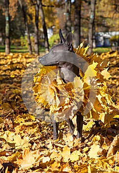 Mexican hairless xoloitzcuintle dog