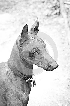 Mexican Hairless, Xoloitzcuintli