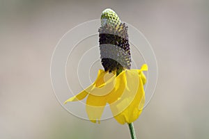 Mexican hat prairie coneflower with yellow petals