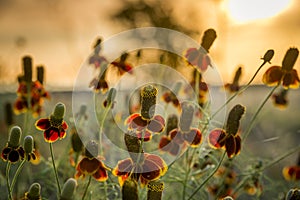 Mexican hat Wildflowers