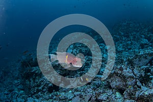 Mexican hogfish, bodianus diplotaenia, Malpelo island photo