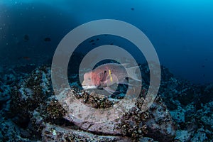 Mexican hogfish, bodianus diplotaenia, Malpelo island photo