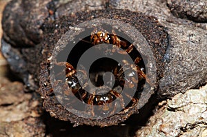 Mexican Honey Wasps photo