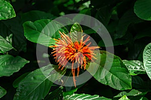 Mexican honeysuckle Justicia spicigera - Davie, Florida, USA