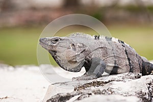 Mexican iguana