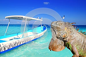 Mexican iguana in Caribbean tropical beach