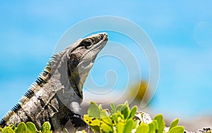 Mexican Iguana