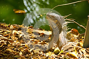 Mexican Iguana  in deep jungle