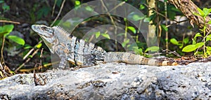 Mexican iguana lies on rock stone nature forest of Mexico