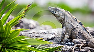 Mexican Iguana