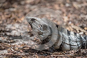 Mexican Iguana resting on a rock in Tulum, Mexico