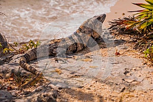 Mexican iguana in Tulum with Caribbean sea of Riviera Maya Mexico, Yucatan