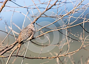 Mexican Inca Dove