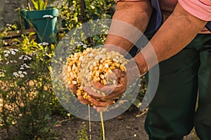 Mexican indigenous woman preparing the traditional nixtamal made of white corn