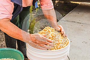 Mexican indigenous woman preparing the traditional nixtamal made of white corn