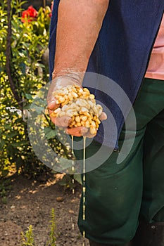 Mexican indigenous woman preparing the traditional nixtamal made of white corn photo