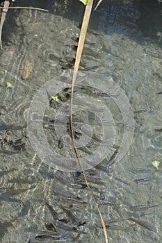 Mexican island of fresh water fish photo