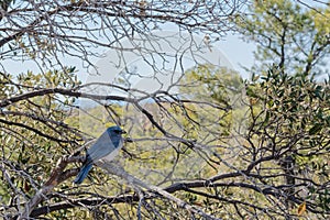 Mexican Jay or Aphelocoma wollweberi among the bare branches