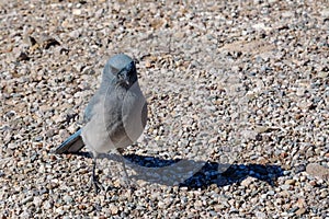 Mexican Jay or Aphelocoma wollweberi on the ground