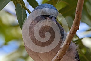 Mexican Jay\'s blue and gray plumage highlights portrait