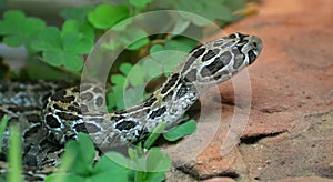 Mexican lance-headed rattlesnake