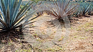 Mexican landscape of a blue agave agricultural plantation in a rural field