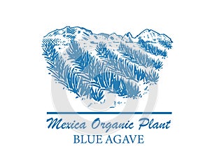 Mexican landscape of blue agave fields. Organic plant for tequila and other products. Vector illustration for design of