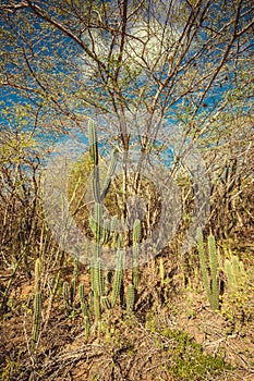 Mexican landscape, cacti by the road in the Dominican Republic. Photography