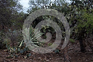 Mexican landscape with Opuntia leucotricha, Agave salmiana and rocky ground