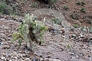Mexican landscape with Opuntia leucotricha Cactaceae and rocky soil