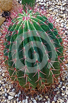 Mexican lime cactus