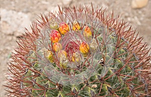 Mexican lime cactus, Ferocactus pilosus, Chihuahuan Desert Mexico