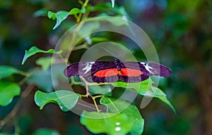 Mexican longwing butterfly perching on a leaf