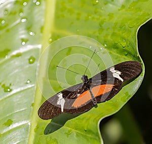 Mexican Longwing heliconian butterfly on a wet leaf