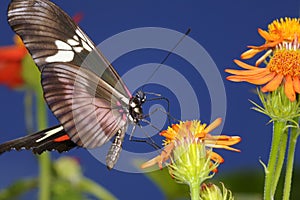 Mexican longwing, heliconius hortense