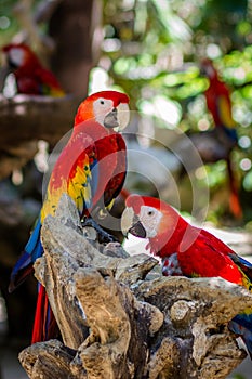 Mexican Macaws