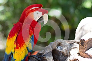 Mexican Macaws