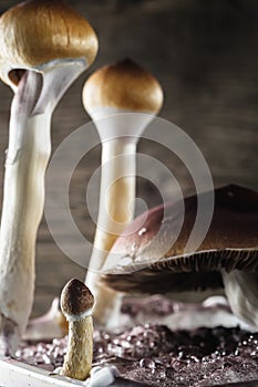 The Mexican magic mushroom is a psilocybe cubensis, whose main active elements are psilocybin and psilocin - Mexican photo