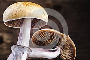 The Mexican magic mushroom is a psilocybe cubensis, whose main active elements are psilocybin and psilocin - Mexican Psilocybe