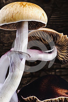 The Mexican magic mushroom is a psilocybe cubensis, whose main active elements are psilocybin and psilocin - Mexican Psilocybe photo