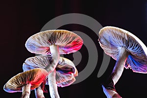 The Mexican magic mushroom is a psilocybe cubensis, whose main active elements are psilocybin and psilocin - Mexican Psilocybe photo